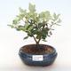 Pokojová bonsai - Metrosideros excelsa - Železnatec ztepilý PB220505 - 1/3