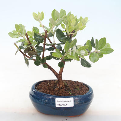 Pokojová bonsai - Metrosideros excelsa - Železnatec ztepilý PB220506 - 1