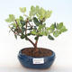 Pokojová bonsai - Metrosideros excelsa - Železnatec ztepilý PB220506 - 1/3