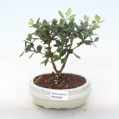 Pokojová bonsai - Metrosideros excelsa - Železnatec ztepilý PB220508 - 1