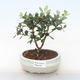 Pokojová bonsai - Metrosideros excelsa - Železnatec ztepilý PB220508 - 1/3