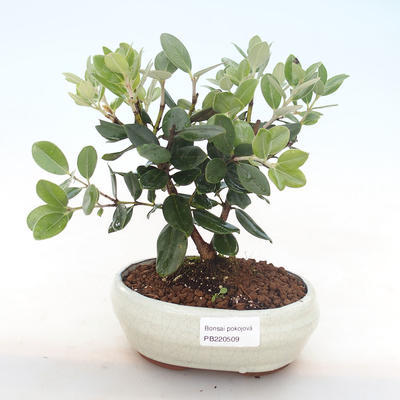 Pokojová bonsai - Metrosideros excelsa - Železnatec ztepilý PB220509 - 1