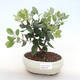 Pokojová bonsai - Metrosideros excelsa - Železnatec ztepilý PB220509 - 1/3