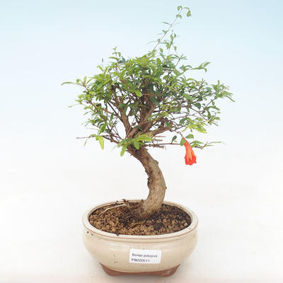 Pokojová bonsai-PUNICA granatum nana-Granátové jablko PB220511 - 1