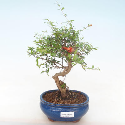 Pokojová bonsai-PUNICA granatum nana-Granátové jablko PB220512 - 1