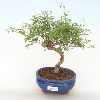 Pokojová bonsai-PUNICA granatum nana-Granátové jablko PB220513 - 1