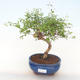 Pokojová bonsai-PUNICA granatum nana-Granátové jablko PB220513 - 1/3