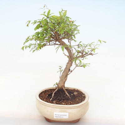Pokojová bonsai-PUNICA granatum nana-Granátové jablko PB220514 - 1