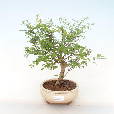 Pokojová bonsai-PUNICA granatum nana-Granátové jablko PB220515 - 1