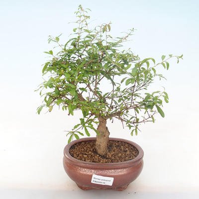 Pokojová bonsai-PUNICA granatum nana-Granátové jablko PB220516 - 1