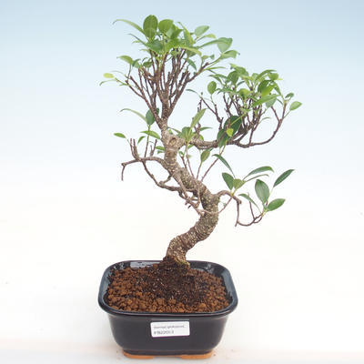 Pokojová bonsai - Ficus kimmen -  malolistý fíkus PB220053