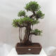 Izbová bonsai - Ficus retusa - malolistá fikus - 1/4
