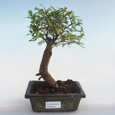 Pokojová bonsai-Ulmus Parvifolia-Malolistý jilm PB220572