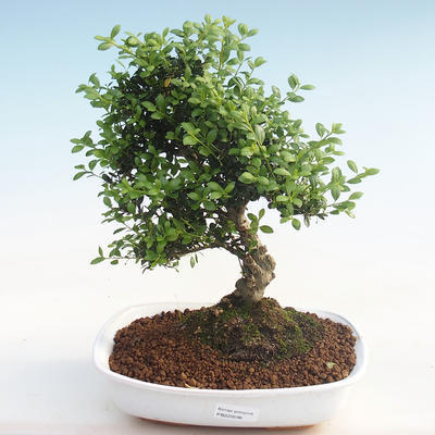 Pokojová bonsai - Ilex crenata - Cesmína PB220596 - 1