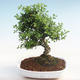 Pokojová bonsai - Ilex crenata - Cesmína PB220596 - 1/2