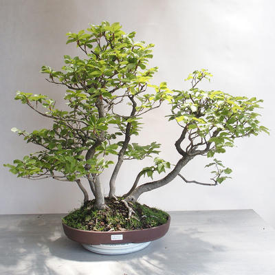 Vonkajšie bonsai - Fagus sylvatica - Buk lesný - 1