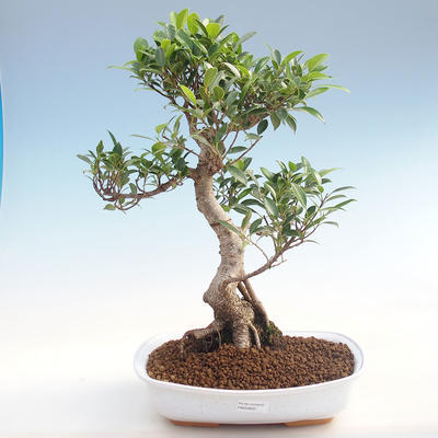 Pokojová bonsai - Ficus retusa -  malolistý fíkus PB220603 - 1