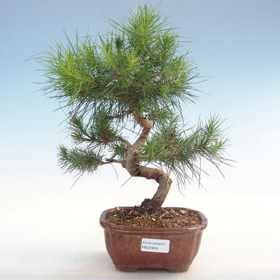 Pokojová bonsai-Pinus halepensis-Borovice alepská PB220604