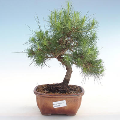 Pokojová bonsai-Pinus halepensis-Borovice alepská PB220607