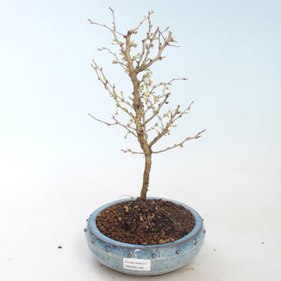 Vonkajšie bonsai - Prunus in Kojonno mai-Slivio - Slivka VB2020-160 - 1