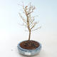 Vonkajšie bonsai - Prunus in Kojonno mai-Slivio - Slivka VB2020-160 - 1/2