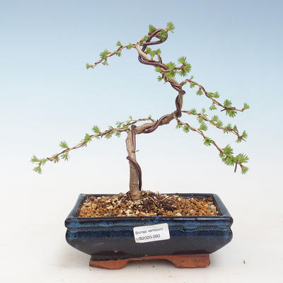 Vonkajší bonsai -Larix decidua - Smrekovec opadavý VB2020-260