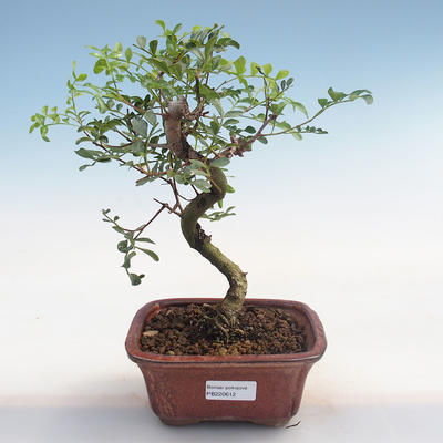 Pokojová bonsai-Pistácie PB220612 - 1