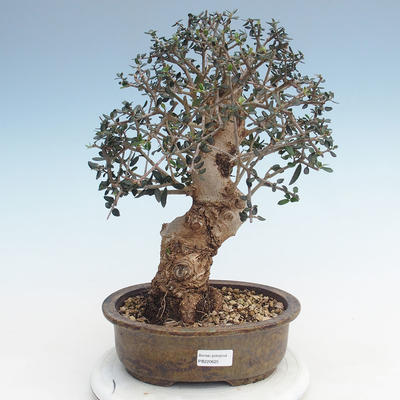Pokojová bonsai - Olea europaea sylvestris -Oliva evropská drobnolistá PB220625 - 1