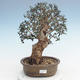 Pokojová bonsai - Olea europaea sylvestris -Oliva evropská drobnolistá PB220625 - 1/5