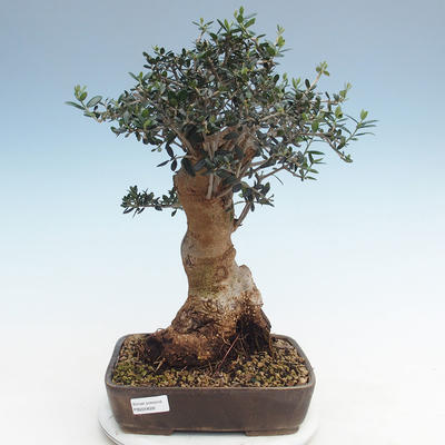 Pokojová bonsai - Olea europaea sylvestris -Oliva evropská drobnolistá PB220628 - 1
