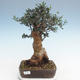 Pokojová bonsai - Olea europaea sylvestris -Oliva evropská drobnolistá PB220628 - 1/5