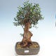 Pokojová bonsai - Olea europaea sylvestris -Oliva evropská drobnolistá PB220629 - 1/5
