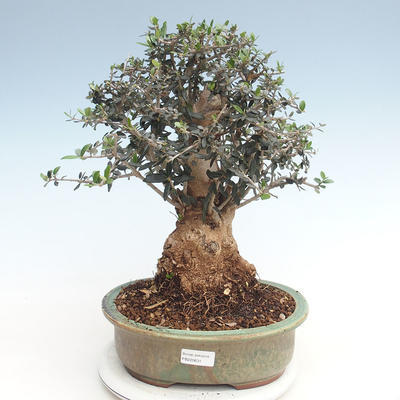 Pokojová bonsai - Olea europaea sylvestris -Oliva evropská drobnolistá PB220631 - 1