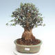 Pokojová bonsai - Olea europaea sylvestris -Oliva evropská drobnolistá PB220631 - 1/5