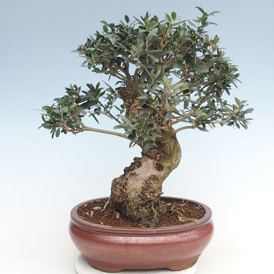 Pokojová bonsai - Olea europaea sylvestris -Oliva evropská drobnolistá PB220635 - 1