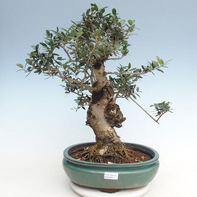 Pokojová bonsai - Olea europaea sylvestris -Oliva evropská drobnolistá PB220636 - 1