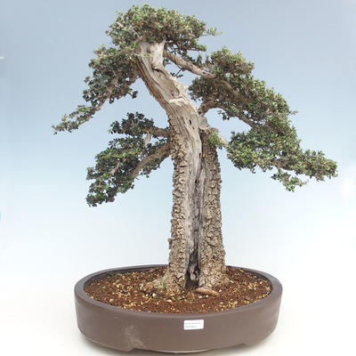 Pokojová bonsai - Olea europaea sylvestris -Oliva evropská drobnolistá PB220640 - 1