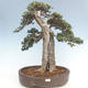 Pokojová bonsai - Olea europaea sylvestris -Oliva evropská drobnolistá PB220640 - 1/7