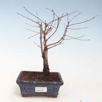 Vonkajšie bonsai - Metasequoia glyptostroboides - Metasekvoja Čínska VB2020-265 - 1