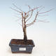 Vonkajšie bonsai - Metasequoia glyptostroboides - Metasekvoja Čínska VB2020-265 - 1/2