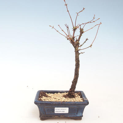 Vonkajšie bonsai - Metasequoia glyptostroboides - Metasekvoja Čínska VB2020-266 - 1