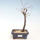 Vonkajšie bonsai - Metasequoia glyptostroboides - Metasekvoja Čínska VB2020-266 - 1/2