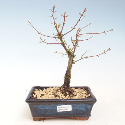 Vonkajšie bonsai - Metasequoia glyptostroboides - Metasekvoja Čínska VB2020-267 - 1