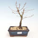 Vonkajšie bonsai - Metasequoia glyptostroboides - Metasekvoja Čínska VB2020-267 - 1/2