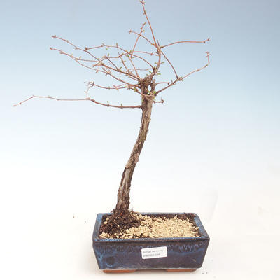 Vonkajšie bonsai - Metasequoia glyptostroboides - Metasekvoja Čínska VB2020-269 - 1