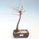 Vonkajšie bonsai - Metasequoia glyptostroboides - Metasekvoja Čínska VB2020-269 - 1/2