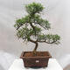 Izbová bonsai - Zantoxylum piperitum - Pepřovník - 1/5