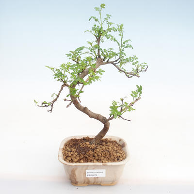 Pokojová bonsai - Zantoxylum piperitum - Pepřovník PB22074 - 1
