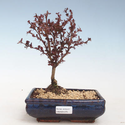 Vonkajšie bonsai - Berberis thunbergii Atropurpureum - dráč VB2020-275 - 1