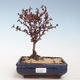 Vonkajšie bonsai - Berberis thunbergii Atropurpureum - dráč VB2020-275 - 1/2